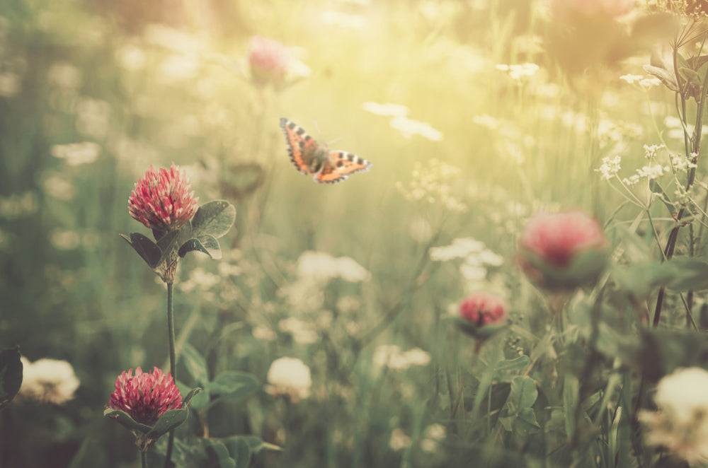Learning To Love Lymphedema
